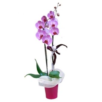 Orchidea phaleonopsis