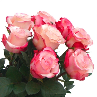 Fascio di Rose rosa