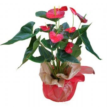 Pianta di anthurium