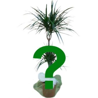Pianta verde secondo disponibilità